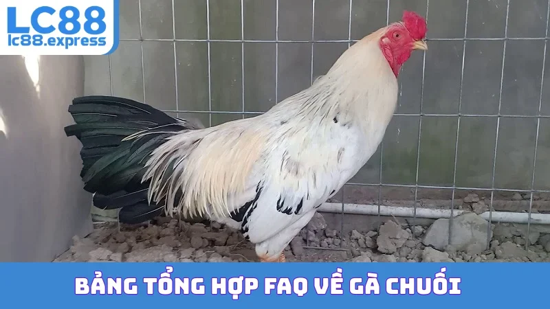 Bảng tổng hợp FAQ về gà chuối