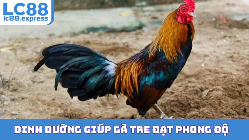 Dinh dưỡng giúp gà tre đạt phong độ